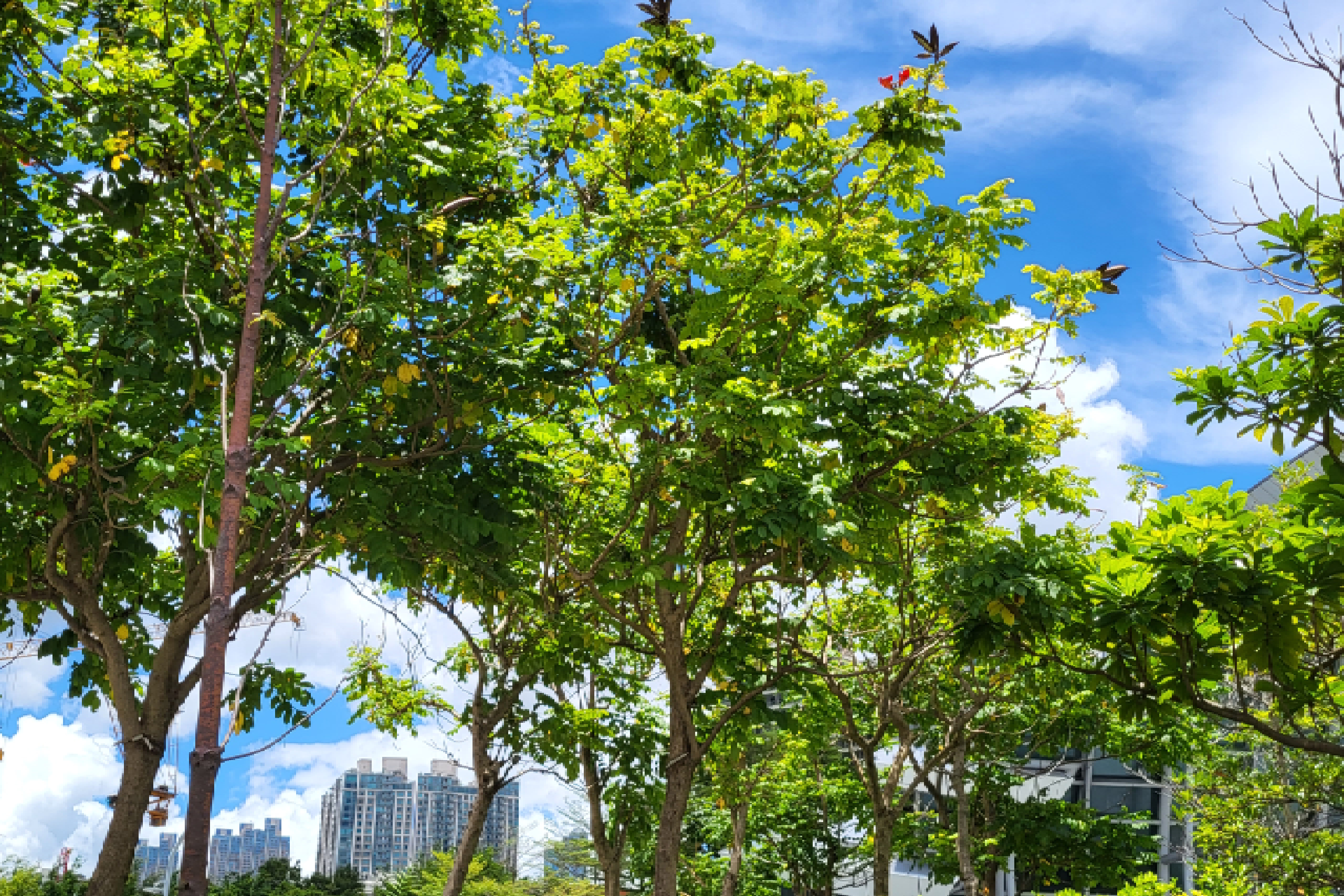 African Tulip Tree, Fountain Tree