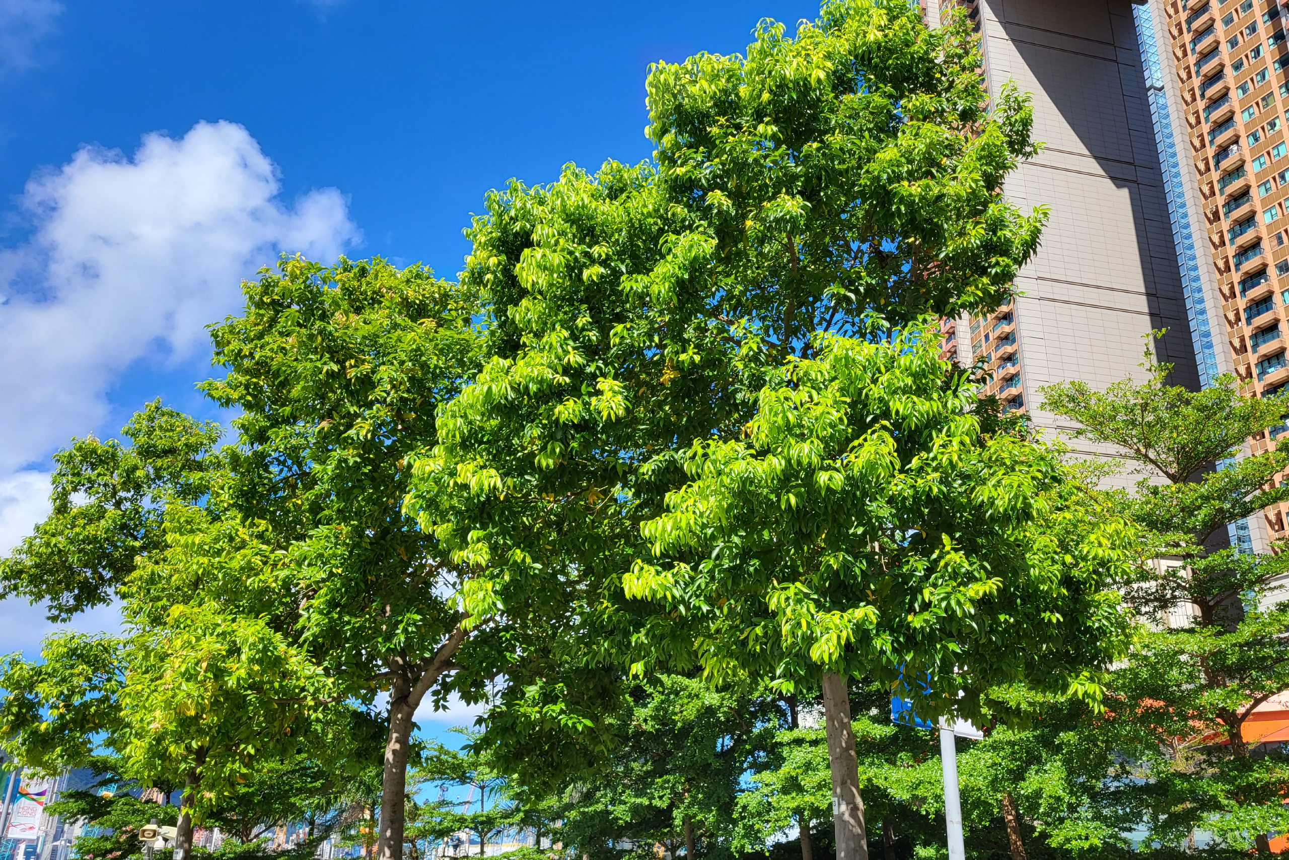 Batavia Cinnamon, Cinnamon Tree