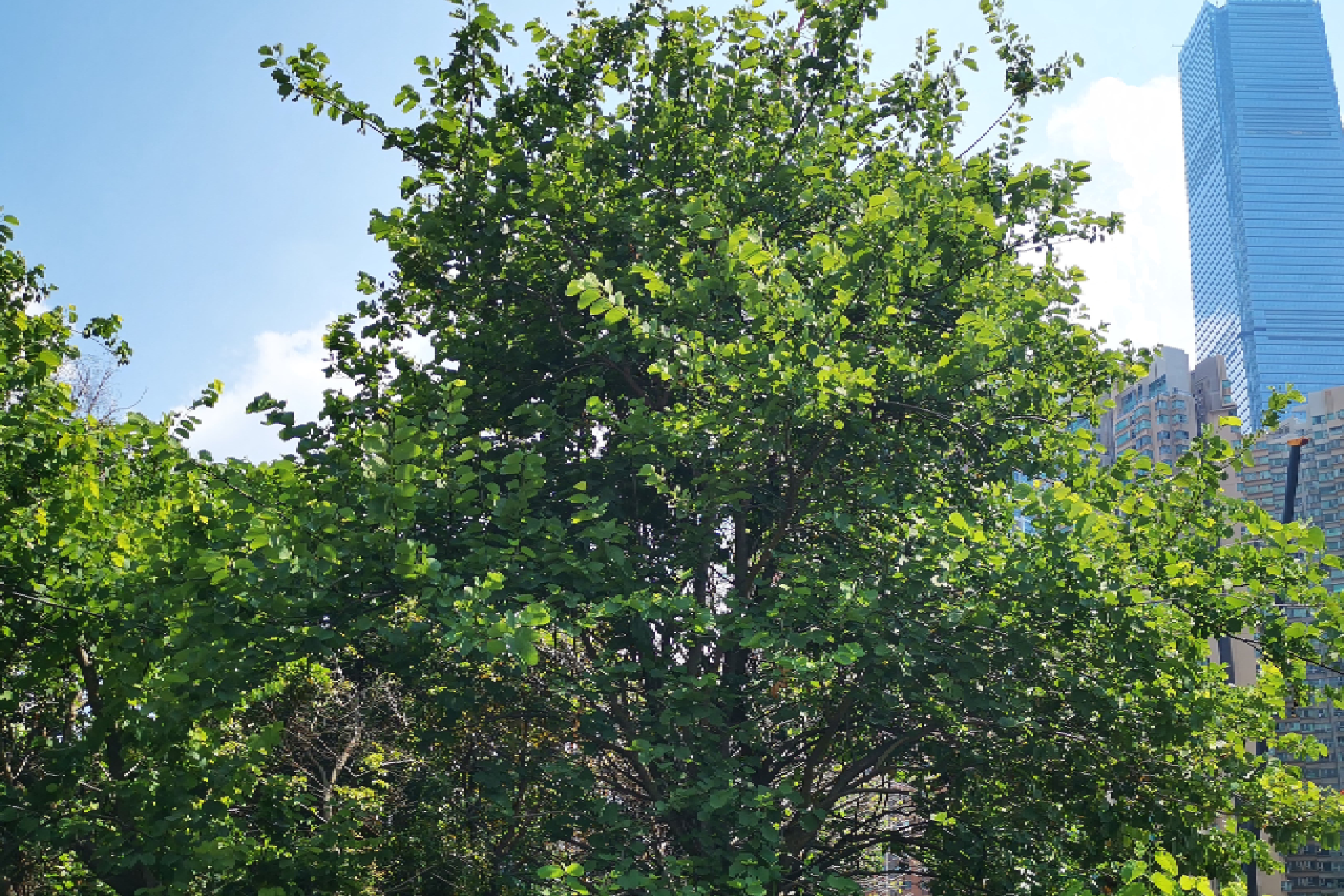 Camel's Foot Tree