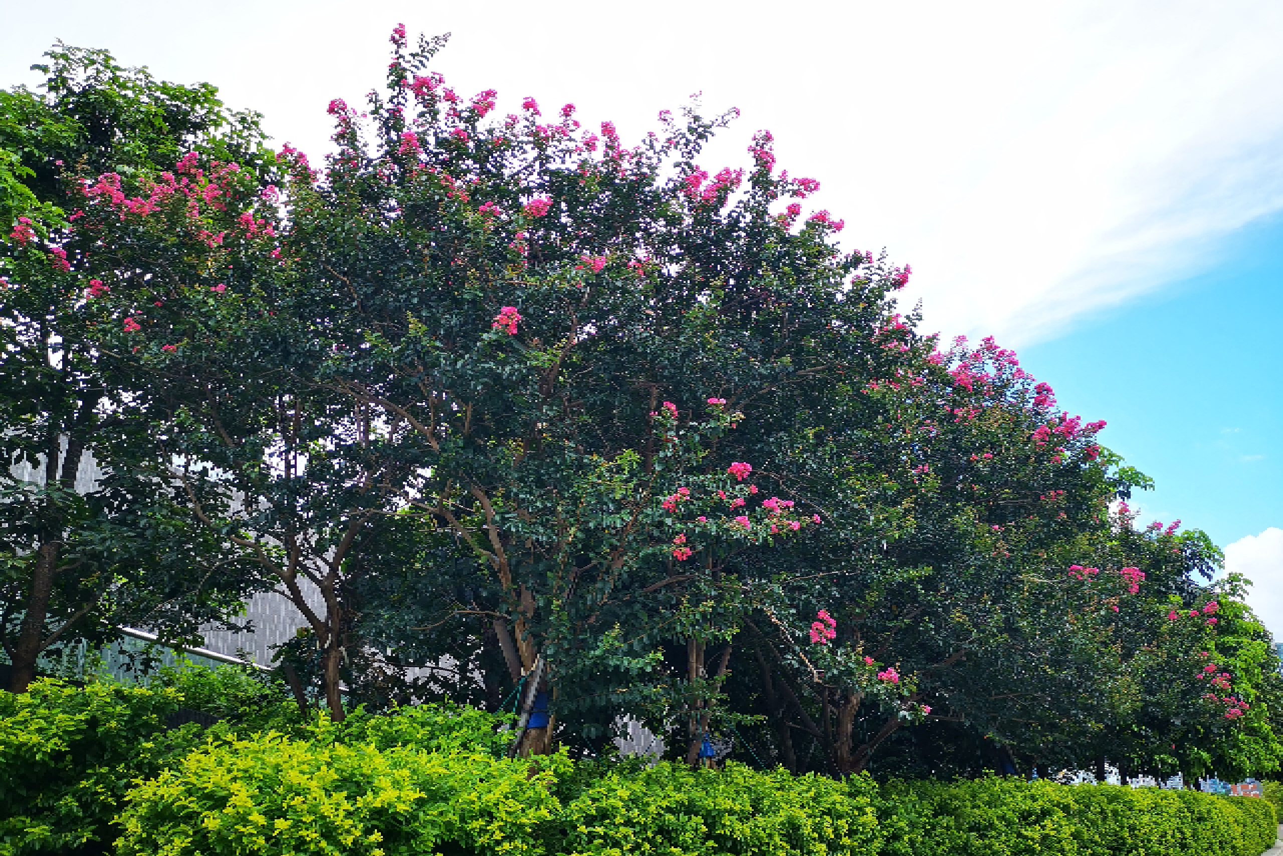 Common Crapemyrtle