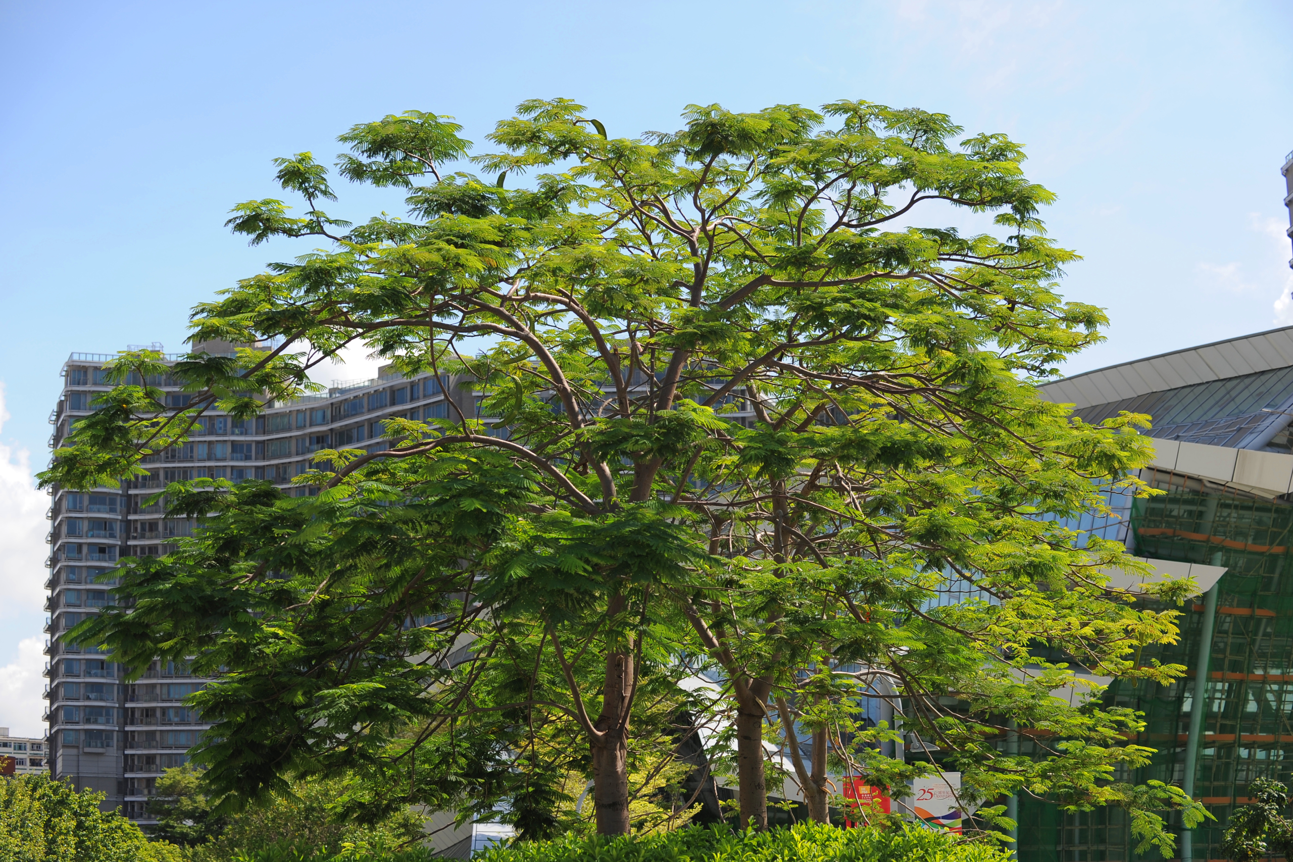 Flame Tree, Flame of the Forest