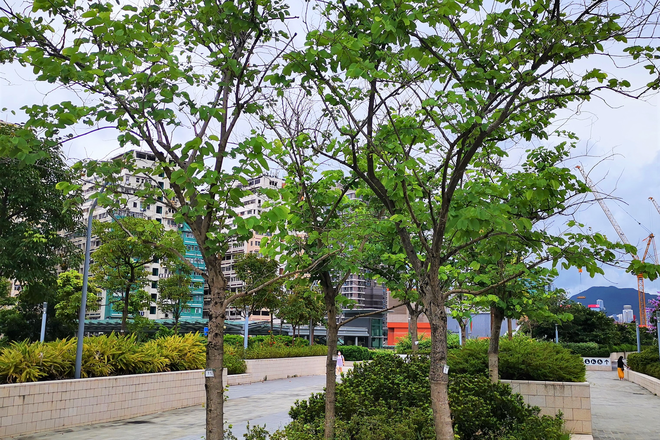 Hong Kong Orchid Tree