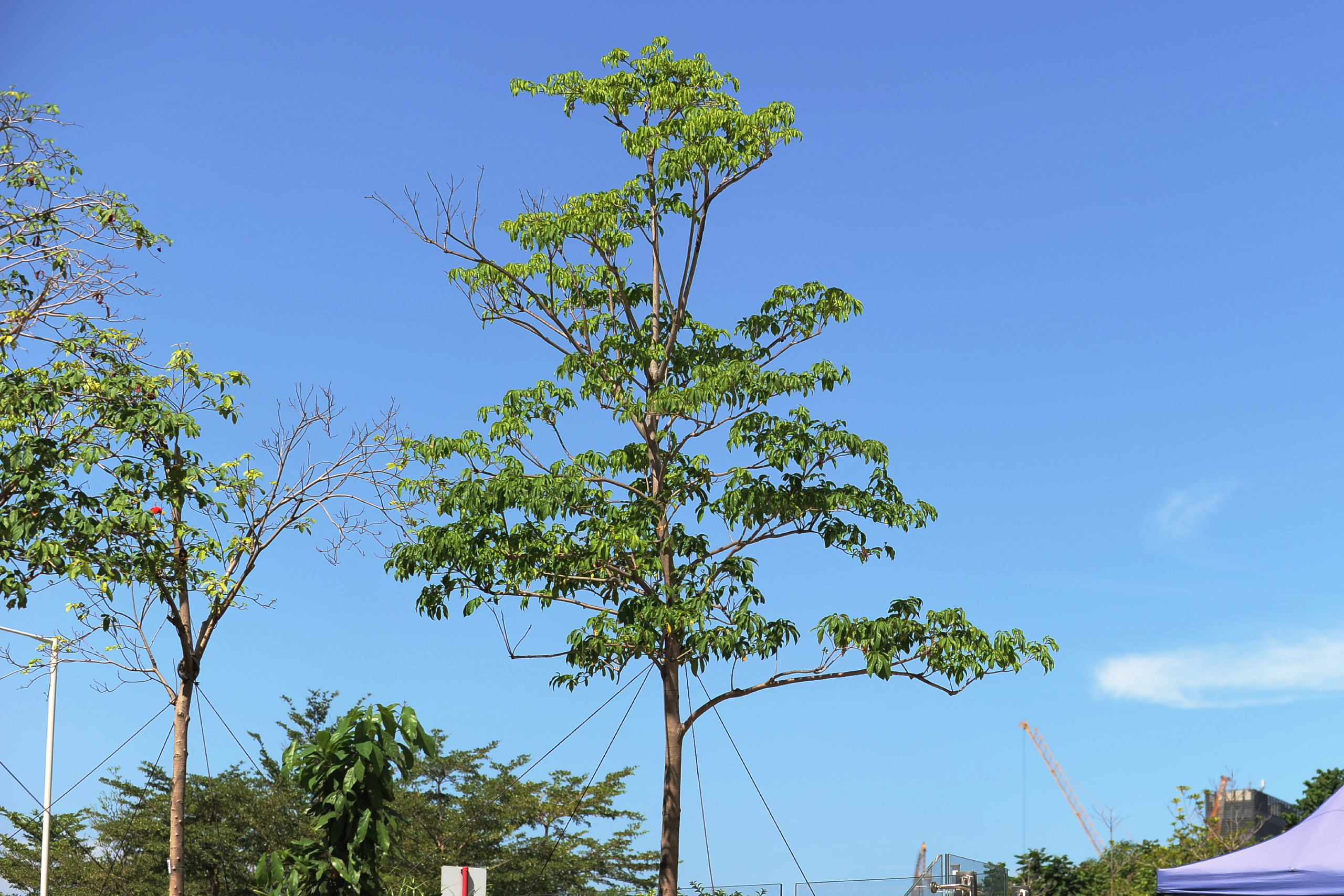 Lance-leaved Sterculia, Scarlet Sterculia