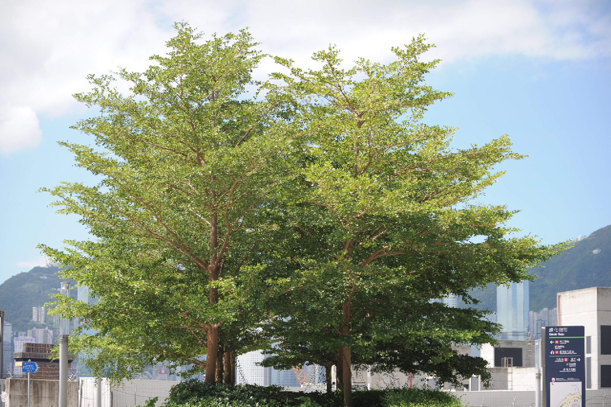 Madagascar Almond, Terminalia, Umbrella Tree