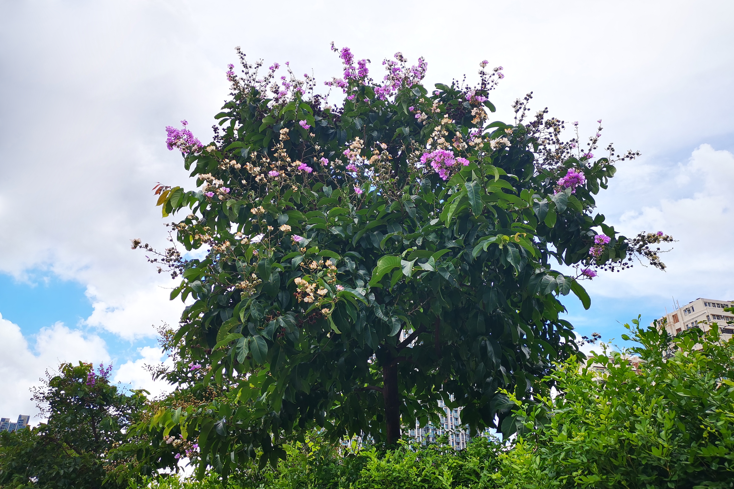 Queen Crape Myrtle, Queen Lagerstroemia, Queen Crape-myrtle