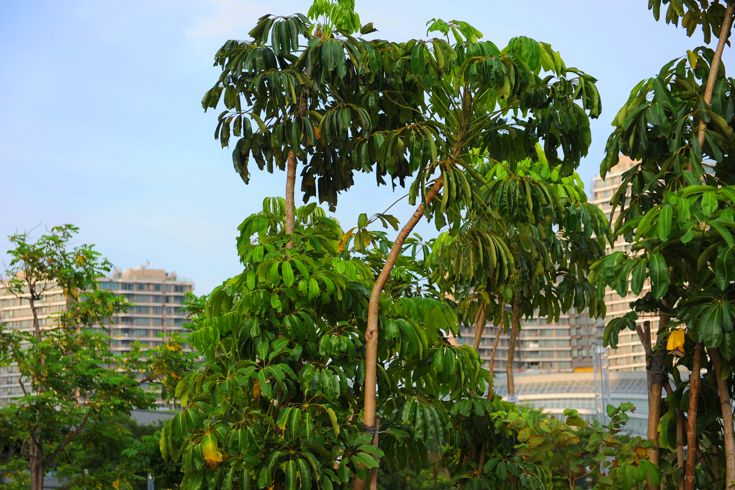 Umbrella Tree