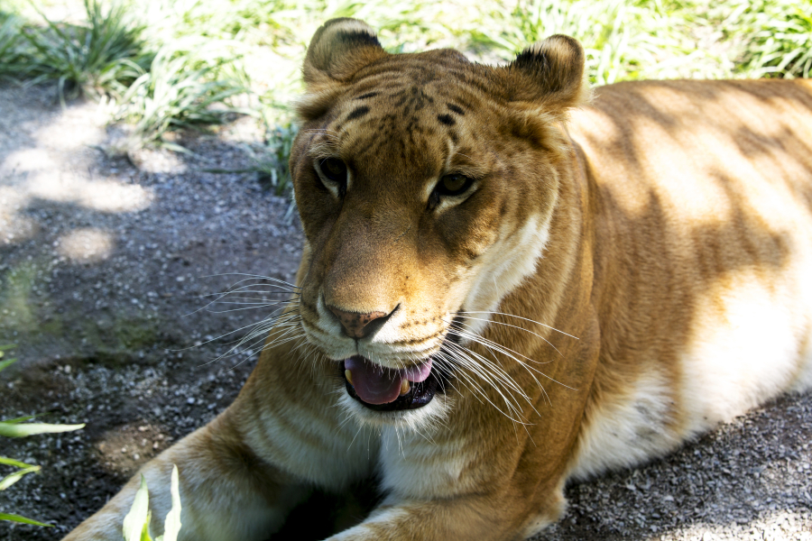 Shenzhen Safari Park