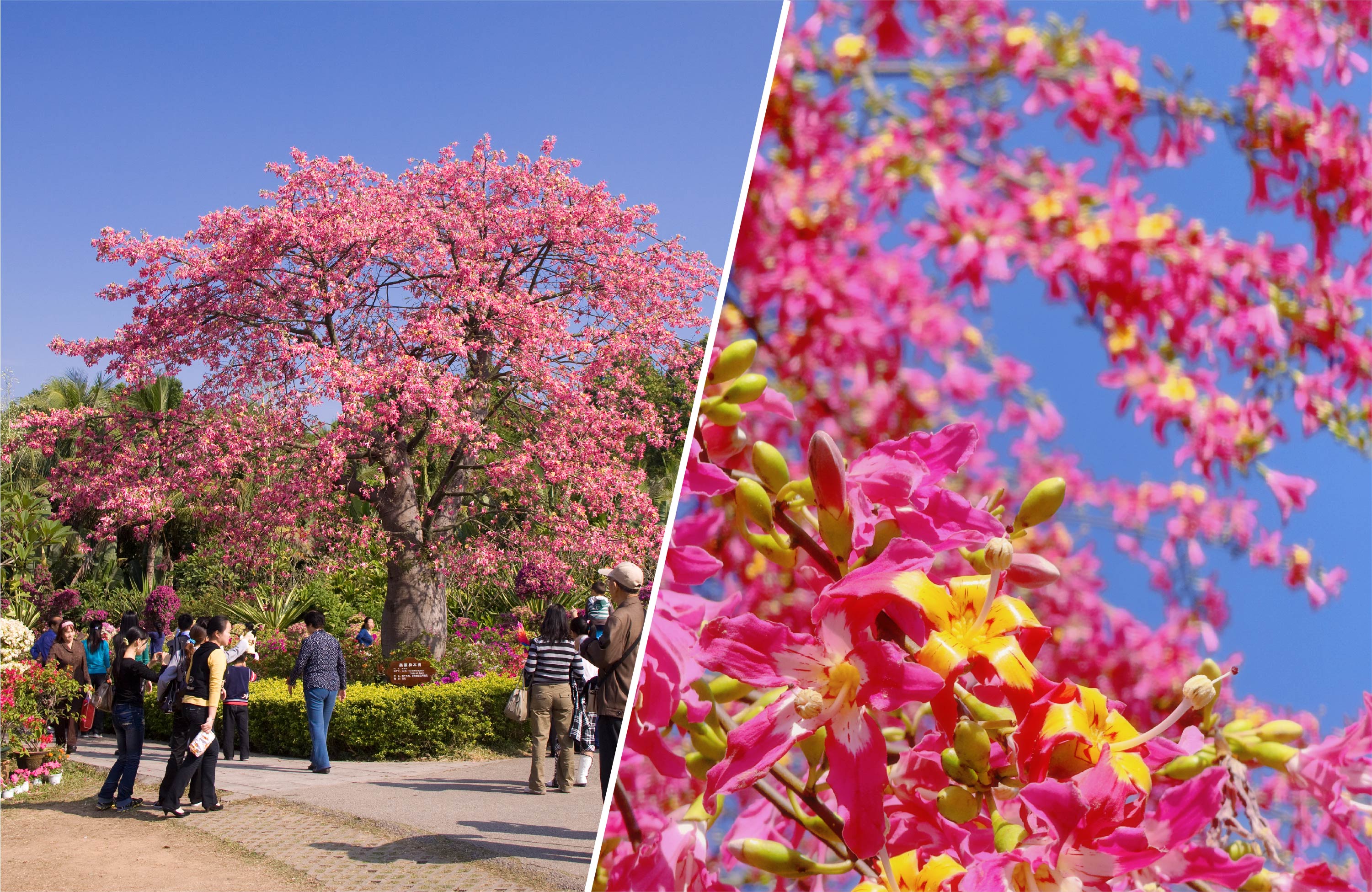 【ゆう】　◆紅絲硯（蓮花葉円池7.6吋）◆歙州硯八吋◆唐小筆3本（一徹堂） ゆう】 ◇紅絲硯（蓮花葉円池7.6吋）◇歙州硯八吋◇唐小筆3本（一徹堂